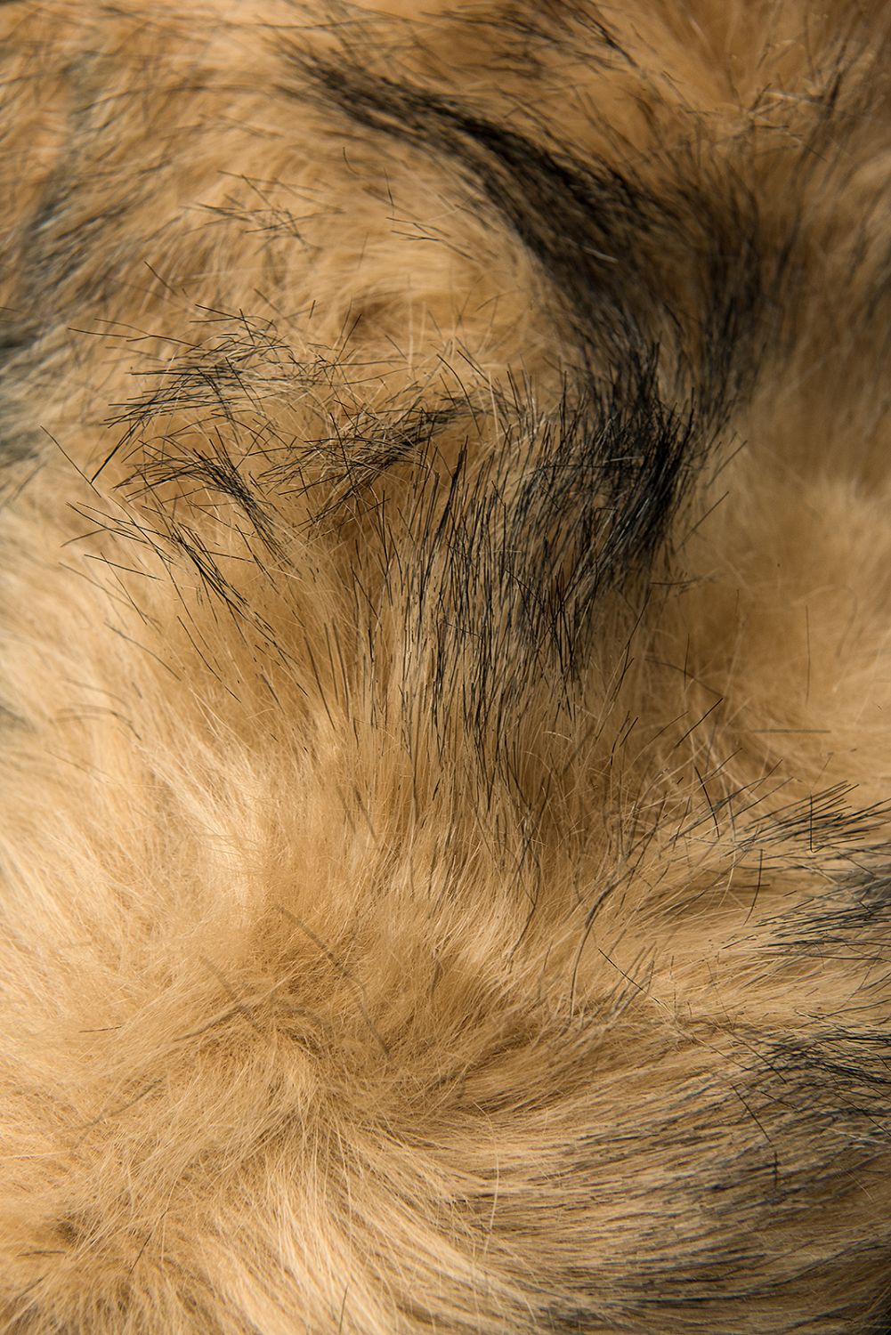 Parkajacke mit abnehmbarem Teddy-Futter dunkelblau/beige